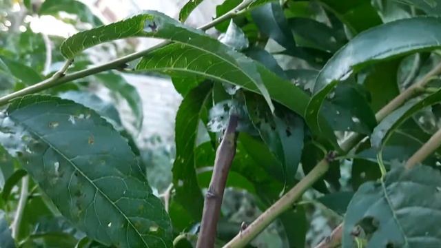 Дегустация позднего нектарина смотреть онлайн