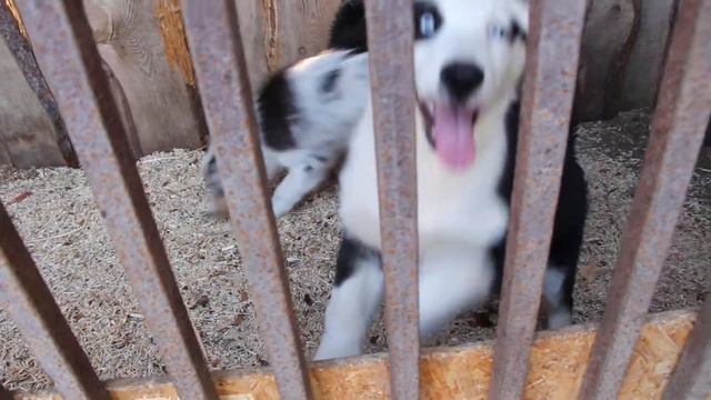 щенки якутской лайки смотреть онлайн