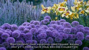 Сажаем аллиум осенью: когда, где и как