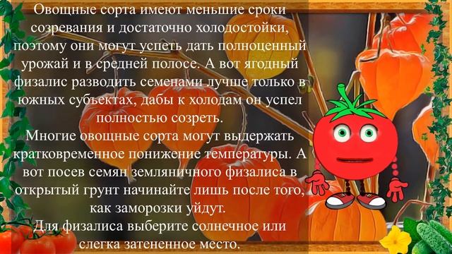 СЪЕДОБНЫЕ ФАНАРИКИ ИЛИ ФИЗАЛИС! смотреть онлайн