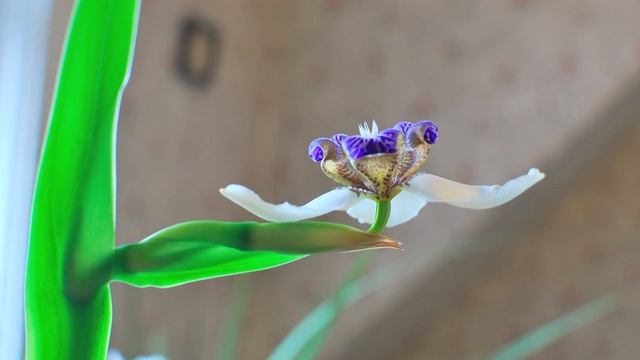Time Lapse of a Neomarica sp. смотреть онлайн