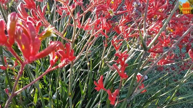 Red Kangaroo Paw - Anigozanthos - HD Video 01 смотреть онлайн