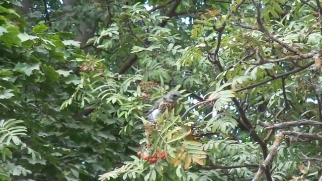 КТО ЭТО в Костромской области? Похитители рябины ! смотреть онлайн