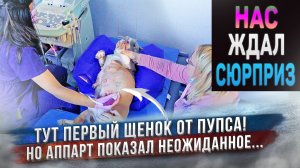 Вот так сюрприз! Приехали в клинику на роды у собаки и узнали...