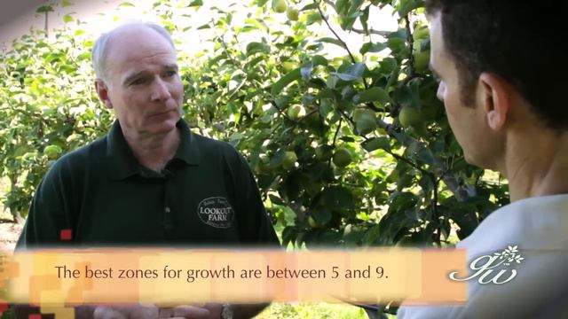 Learning about Asian Pears at Lookout Farm смотреть онлайн