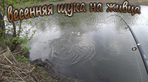 Ловля щуки на поплавочную удочку, на живца! Весенняя рыбалка на реке - «Сосна»!