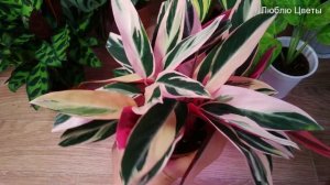 Моя коллекция марантовых 1/3 (Ктенанты, Строманты, Маранты)