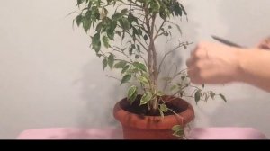 Фикус Бенджамина. Пересадка, обрезка, сращивание стволов