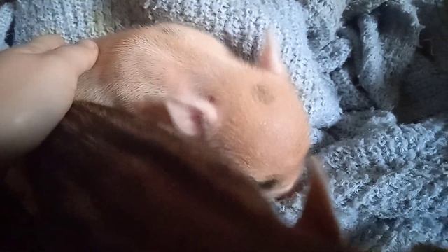 Новенькие малыши "Ц-2"?Д.р. 09.10.2022г. Минипиги, микропиги, питомник Рязанская Диковинка, Рязань смотреть онлайн