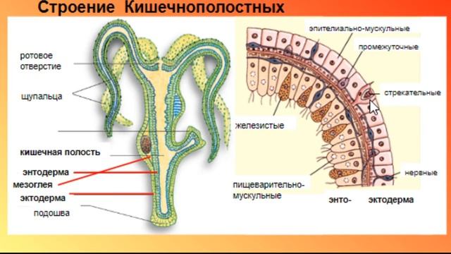 Биология ОГЭ Выпуск 17 Губки Кишечнополостные смотреть онлайн
