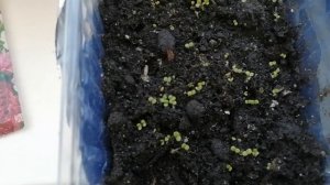 Годеция. Всходы семян рассады. Самое ВАЖНОЕ!!!