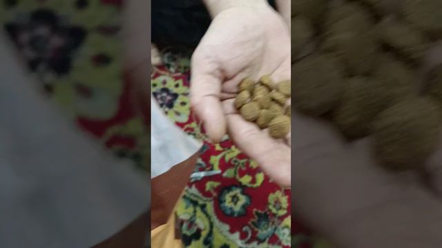 Цвергпинчер пробуем новый корм смотреть онлайн