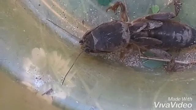 Медведка. Послушайте звук, который издаёт медведка. смотреть онлайн