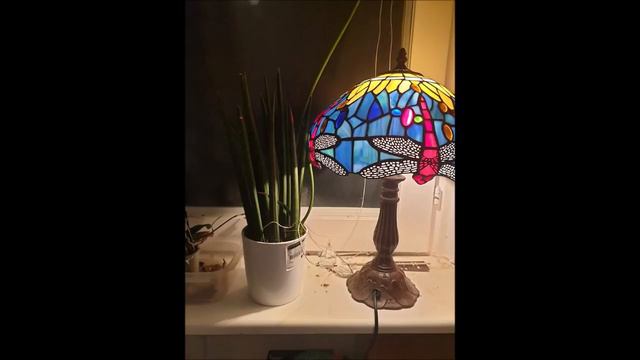 Mein Kaktus Ist Grün