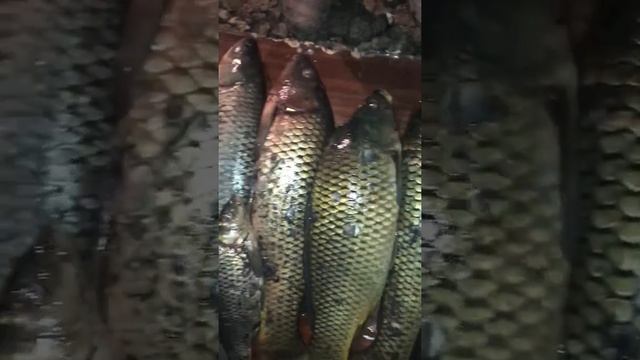 Рыбалка в разнаколе смотреть онлайн