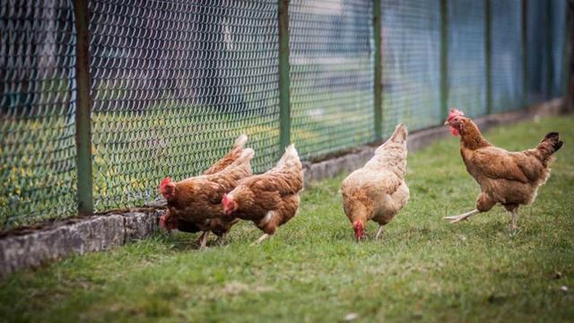 Верховный суд запретил разводить скот на садовых участках смотреть онлайн