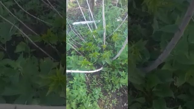 гибискус травянистый размножен делением куста весной прошлого года. видео26мая2022 смотреть онлайн