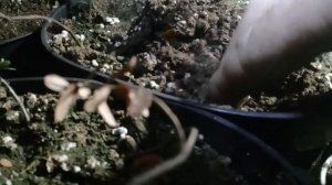 Клюква из семян, появились первые всходы.