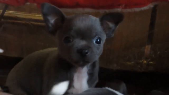 Копия видео Чихуахуа г/ш мальчик, голубого окраса