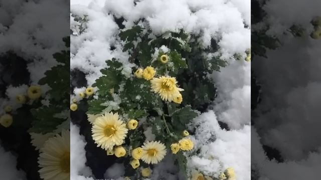 Гапцах - РикIин сирер