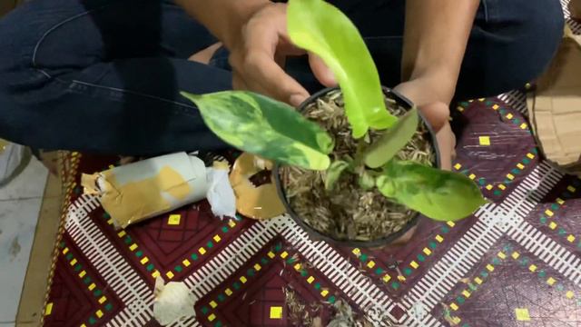 Unboxing new family ‘philodendron florida beauty variegate’ ‘philodendron strawberry shake’ смотреть онлайн