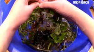 Приобрел растения! Посадка аквариумных растений!  Как сажать аквариумные растения в грунт!