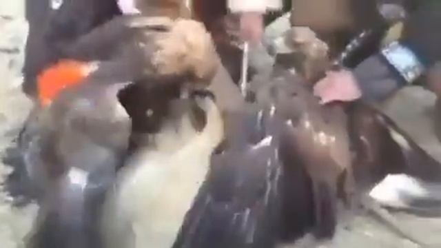 ВОЛК против ДВУХ БЕРКУТОВ смотреть онлайн