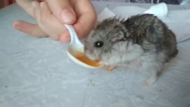 Лекарство для хомяка джунгарика смотреть онлайн