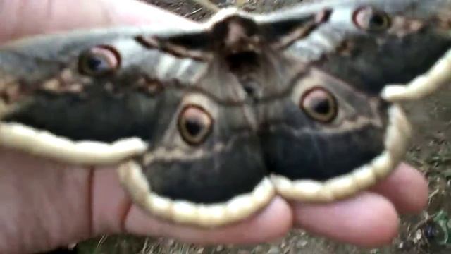 ночная бабочка павлиний глаз смотреть онлайн