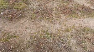 Уход за голубикой в МАРТЕ.