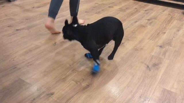 Французский бульдог Бася меряет ботинки смотреть онлайн