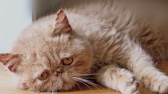 Sad Cat Diary смотреть онлайн