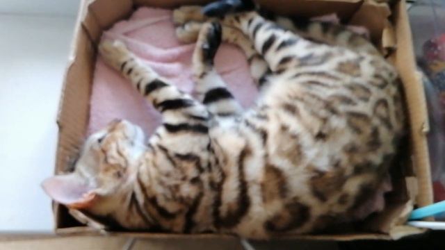 Roxy Тигра спит в коробке 😍😻