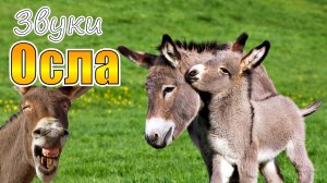 Звуки осла | Какие звуки издает осел?