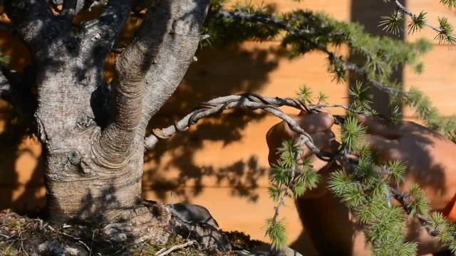 Massive Cedrus Bonsai Styling - Arkefthos Bonsai