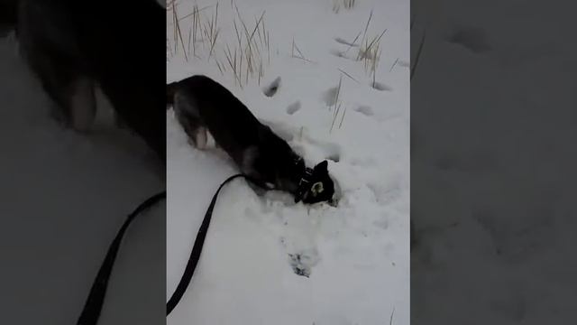 Хаски зимой смотреть онлайн