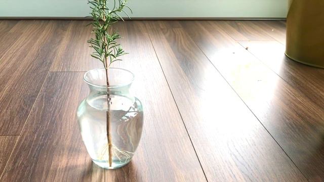 Rosemary Cutting in Water Propagation смотреть онлайн