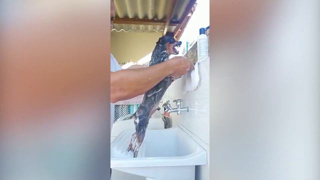 #5МИНУТСМЕХА | СМЕШНЫЕ И ЗАБАВНЫЕ ЖИВОТНЫЕ | ТИК ТОК ЛУЧШЕЕ смотреть онлайн