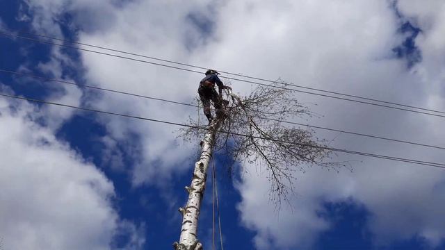 Как спилить высокое дерево на участке по частям смотреть онлайн