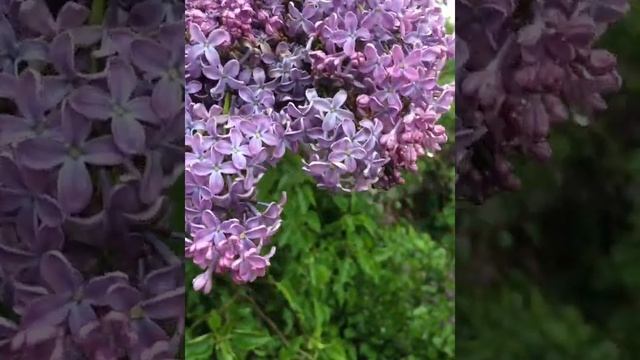 ДУХ ЗАХВАТЫВАЕТ, КОГДА ЦВЕТЕТ СИРЕНЬ смотреть онлайн