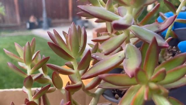 SEDUM ADOLPHI FIRESTORM/ CARE TIPS AND REPOTTING смотреть онлайн