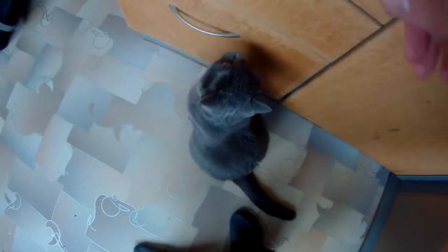 Котик на кухне смотреть онлайн
