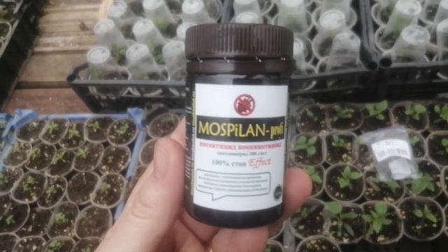 Препорат от яиц вредителей! МОСПИЛАН. (от белокрылки) смотреть онлайн