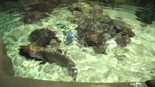 Океанариум - Санкт-Петербург смотреть онлайн