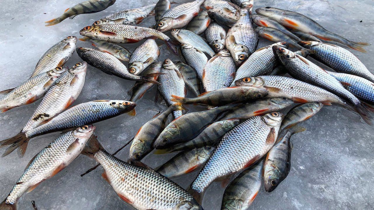 Рыбалка на ЧЕРТА/ Зимняя рыбалка на реке/ Ловля плотвы смотреть онлайн