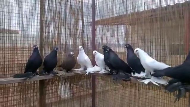 Армавирские короткоклювые бойные голуби (Костя Папандопуло . Афины, Греция ) смотреть онлайн