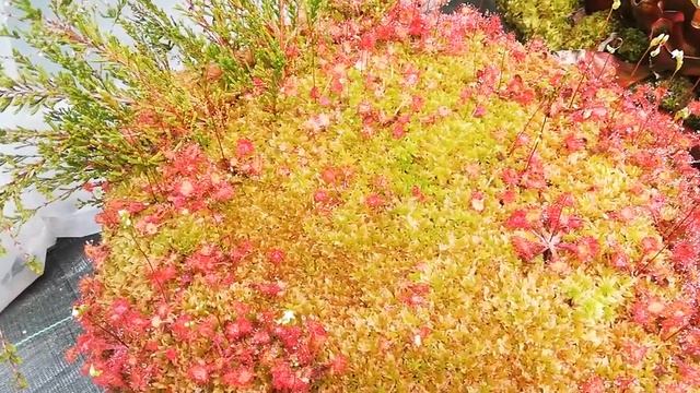 Vaso Drosera rotundifolia смотреть онлайн