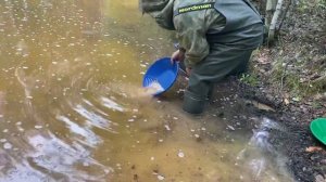 Профессиональный Старательский лоток Дипсис-15,5”(39см.)