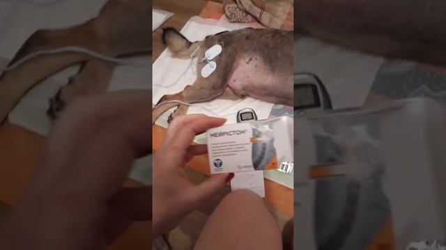Реабилитация собаки после аварии, электротерапия смотреть онлайн