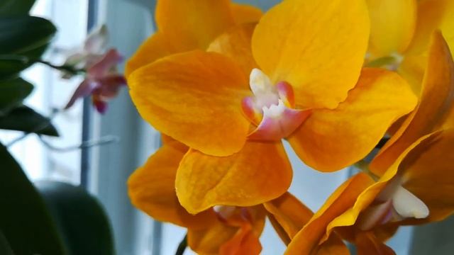 МОИ ТРИ ,ОДНИ ИЗ САМЫХ АРОМАТНЫХ, ОРХИДЕИ! ❣️?❤️???#PHALAENOPSIS #ORHIDS #ORJIDEA#FLOR??❣️❣️❣️?✌️ смотреть онлайн